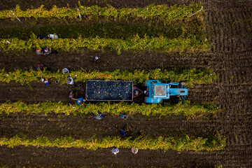 Naklejka premium Aerial drone view of grape harvest in vineyard, workers picking ripe grapes between vine rows and tractor transporting harvested crop for wine production