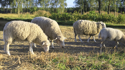 Woolly sheep feed on sparse grass in a sunlit enclosure with trees behind them. Rural livestock husbandry and pasture-based food and wool production. © M.IVA