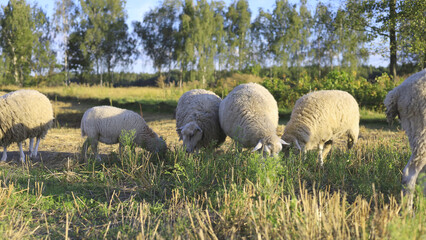 Several woolly sheep graze on green grass in a tree-lined pasture. Pastoral livestock farming, animal husbandry and agricultural land use in daylight. © M.IVA