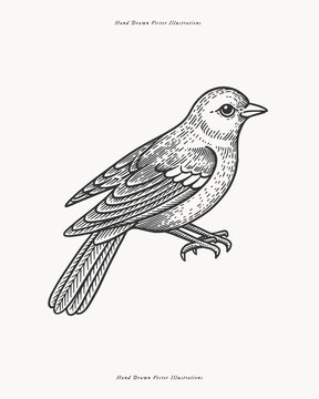 A singing bird. Hand-drawn vector line art, isolated on a light background. Bird illustration in an engraving style. Design for a poster, print, sticker, or wallpaper.