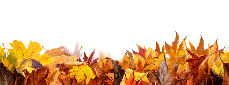 Autumn maple leaf frame isolated on transparent background png