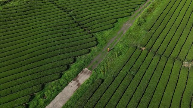 Aerial view of farmer walking through tea plantation rows, South Korea