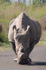 Rhinoceros walking on the road © Dylan