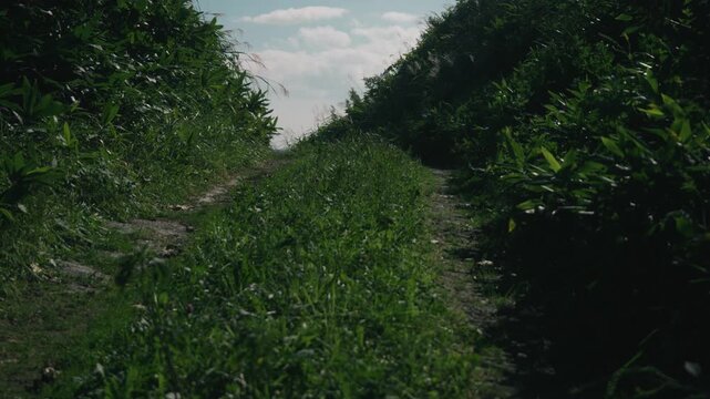 A rutted road climbing through a cut slope lined with bamboo grass
