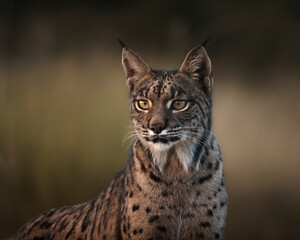 Iberian lynx portrait with an intense gaze © Angel