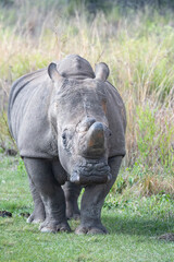Rhinoceros walking in a green field © Dylan