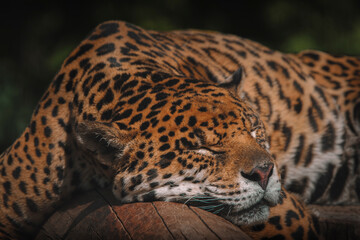 Jaguar sleeping peacefully on a tree trunk © Angel