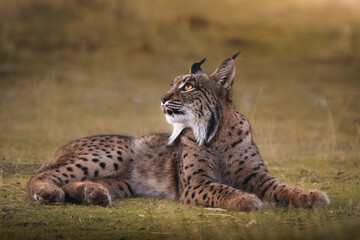 Iberian lynx resting in the wild and gazing upward © Angel