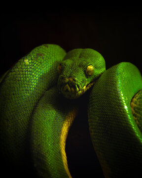 Green tree python coiled around a branch with striking yellow eyes