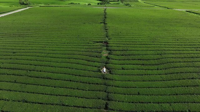 Aerial view of a person walking in a green tea plantation, South Korea