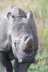 Rhinoceros walking in a green field © Dylan