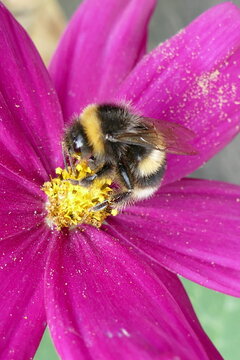 closeup of pink and yellow flower with white-tailed bumblebee