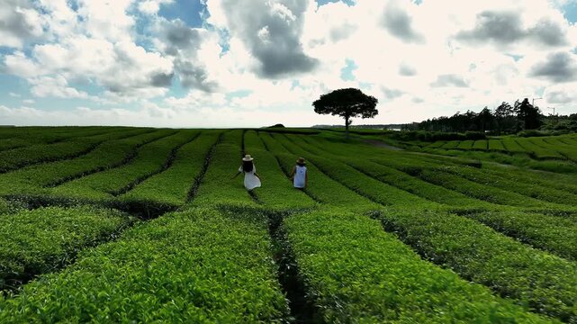 Woman and man are walking in green tea plantation aerial view, South Korea