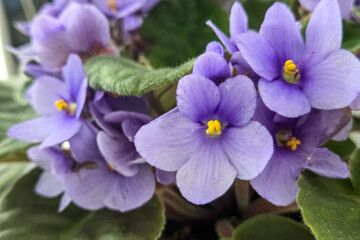Obraz premium Vibrant Purple African Violets in Bloom - Ideal for Nature Lovers and Floral Decor