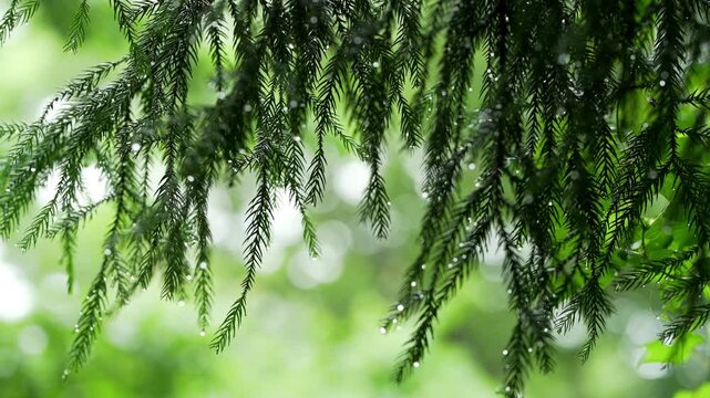 Raindrops on Lush Green Pine Tree Needles and Branches in a Forest
(숲속에서 싱그러운 초록빛 침엽수 나뭇가지와 잎사귀에 맺힌 빗방울 풍경)
