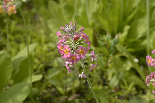 Close-up of Primula bulleyana candelabra primula with tiered pink flowers and yellow centers growing in a green garden setting