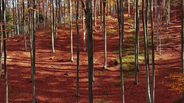 Aerial view of a dense forest floor covered in vibrant red autumn leaves with tall slender tree trunks rising towards the canopy in ROMANIA.