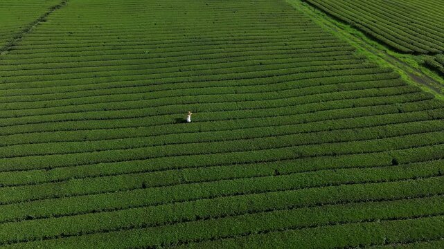 Man running alone through green tea plantation aerial view in South Korea