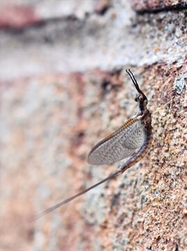 Macro shot of a Giant Mayfly (Hexagenia limbata) resting on a brick wall.