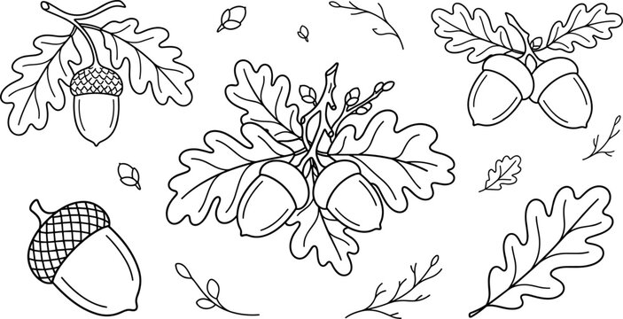 Acorn and oak leaf line art vector elements set featuring hand drawn autumn oak branches, forest nuts, foliage, and rustic botanical doodles for seasonal harvest graphic design.