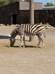zebra eating grass © Nadiia