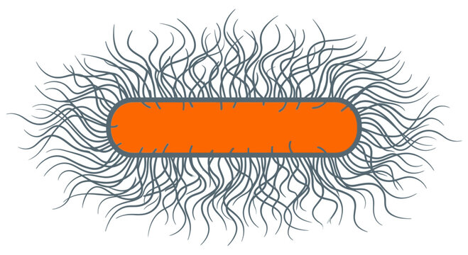 Orange rod shaped bacterium with numerous grey flagella isolated on transparent background scientific illustration