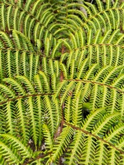 fern leaf background © Vrlibs studio
