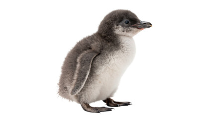 Small young penguin chick standing sideways wildlife isolated on transparent background © Oliver