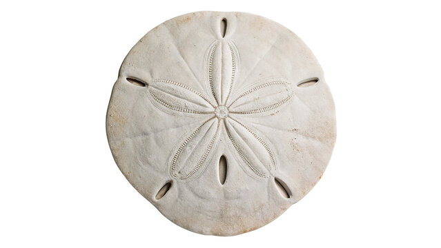 Natural round white sand dollar sea urchin shell isolated on transparent background