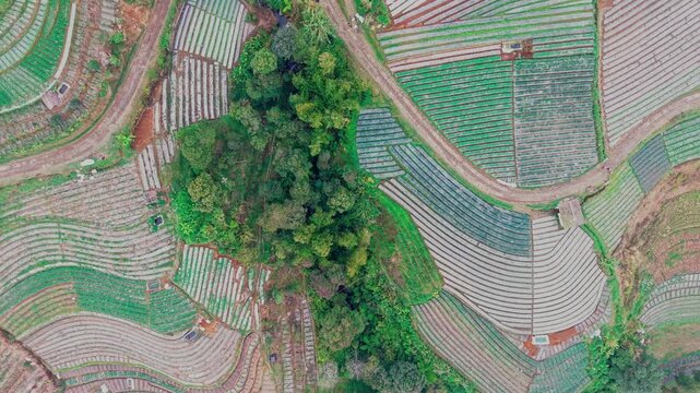 Aerial view of the terraced vegetable fields of Nepal Van Java with lush green crops and winding dirt paths on the slopes of Mount Sumbing in Magelang, Central Java, Indonesia.