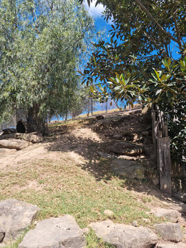 It is a zoo with wallabies hiding in the shade.
