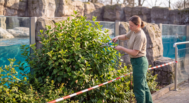 A female zookeeper standing beside green foliage tends to an open air animal exhibit next to a water pond in a zoological park