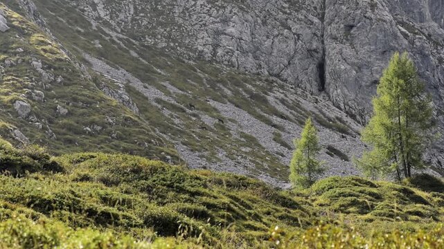 Alpine chamois at the foot of mountain wall (Rupicapra rupicapra)