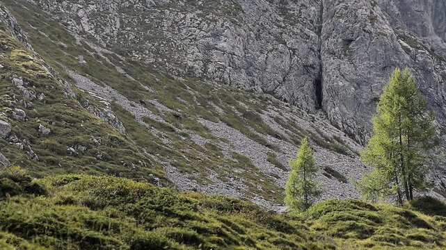 Alpine chamois at the end of the summer season (Rupicapra rupicapra)