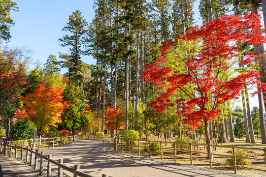Beautiful autumn maple tree leaves with orange and red foliage against blue sky.