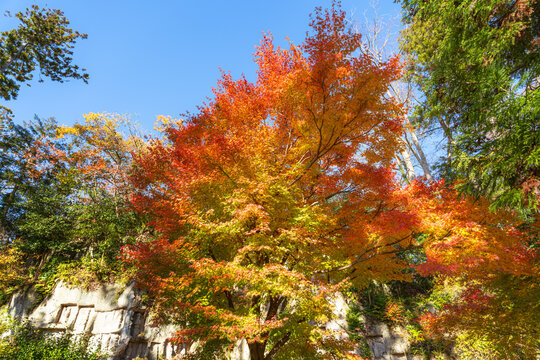 Beautiful autumn maple tree leaves with orange and red foliage against blue sky.