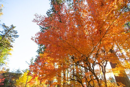 Beautiful autumn maple tree leaves with orange and red foliage against blue sky.