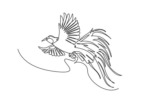 Continuous one line drawing exotic bird of paradise in mid-flight, displaying its widespread wings and flowing ornamental tail plumage in a dynamic. Single line draw design vector graphic illustration