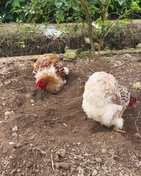 free range chickens