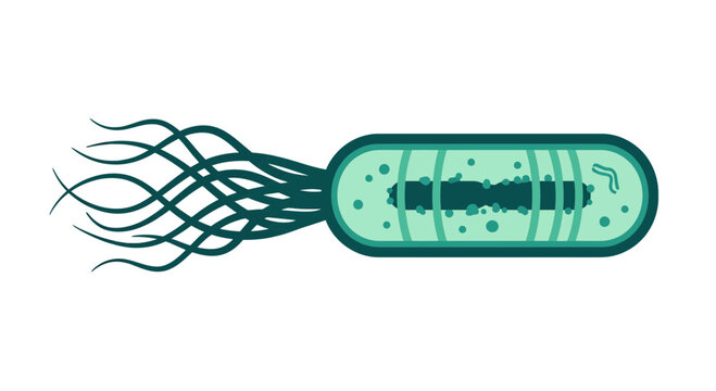 Isolated illustration of a rod shaped bacterium with multiple flagella scientific concept medical research microbiology
