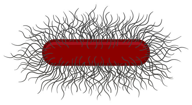Isolated Rod Shaped Bacterium with Numerous Flagella Microbiology Illustration