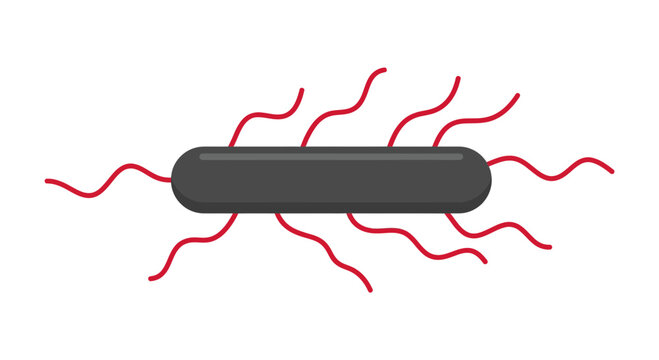 Isolated rod shaped bacterium with red flagella cut out on transparent background microbiology concept