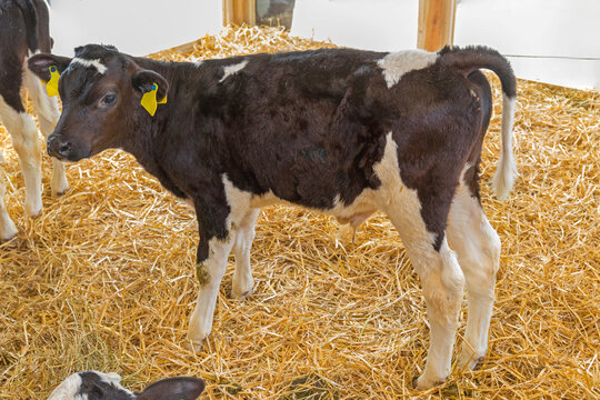 Black Calf Cow Standing in Straw at Farm