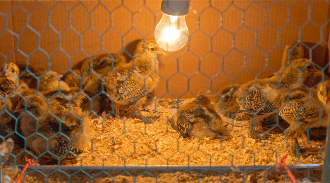 Brown Buff Brahma Breed Chicks in Brooder Box Under Lightbulb Farm
