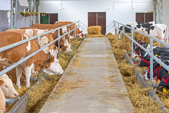 Dairy Barn Feeding Cows at Cow Farm Cattle Production Agriculture