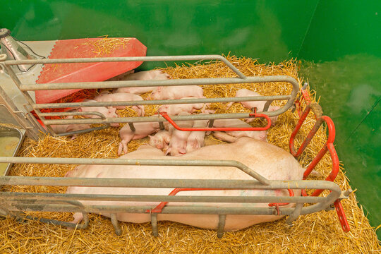 Big Sow With Piggles in Straw at Farrowing Parlor Farm