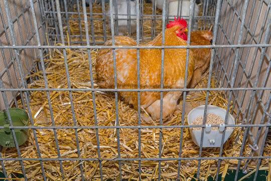A Pair of Buff Orpington Chicken Breed Fluffy Golden  Plumage in Cage