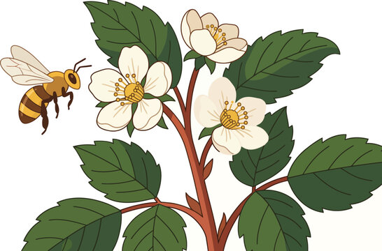Honey bee pollinating white strawberry blossoms vector illustration