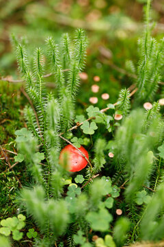 Closeup of green moss and small red mushroom among clover and clubmoss for nature background and botanical texture design