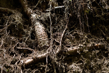 Obraz premium Macro composition of exposed roots and soil with fibrous rootlets for botanical texture background and nature design